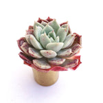 Echeveria 'Sarah'