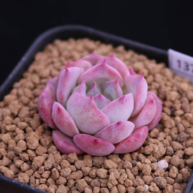 PRESALE Echeveria 'Lovely Bear,' (Random)