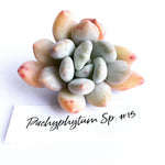 Pachyphytum Sp. #15