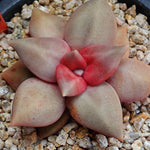 PRESALE Echeveria Xichuaensis, (Random)