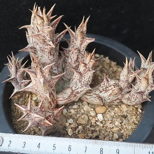 4th OF JULY FLASH SALE- DEAL #8 PRESALE Stapelia Decaryi Choux