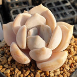 LAST CHANCE! MOTHER'S DAY WEEKEND FLASH SALE! PRESALE Echeveria Tiramisu, (Random)