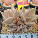 PRESALE Echeveria Madiba, (Random)