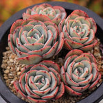 PRESALE Echeveria Atlantis Cluster
