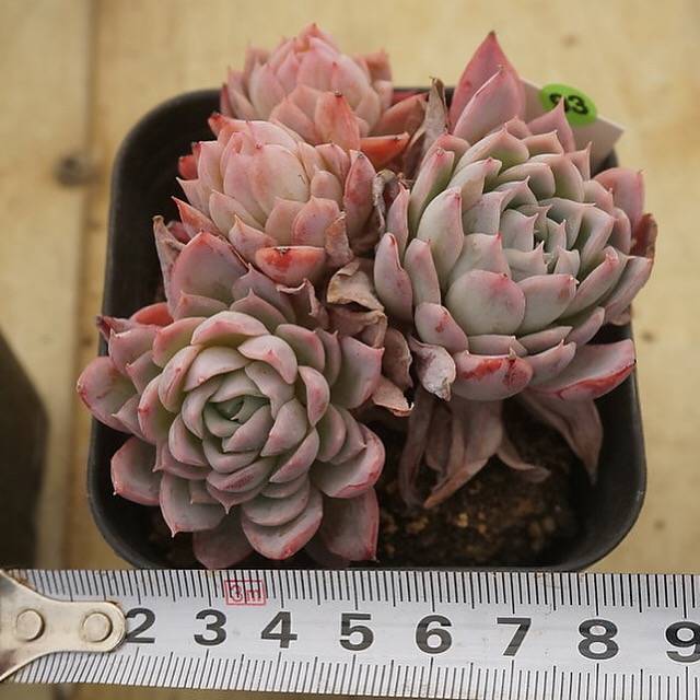 PREVIEW OF MOTHER"S DAY WEEKEND FLASH SALE!  PRESALE Echeveria Violet Queen, (Random)