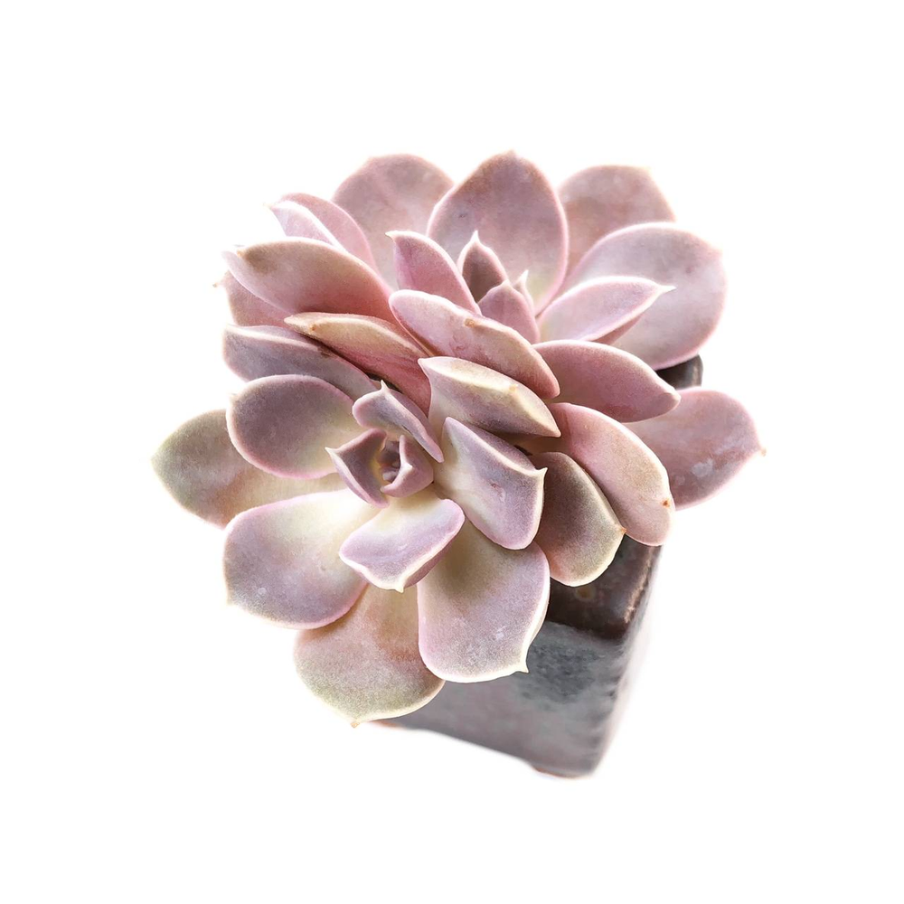 Echeveria Diffractens