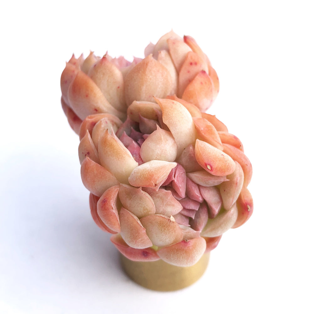 Echeveria Primera Cristata