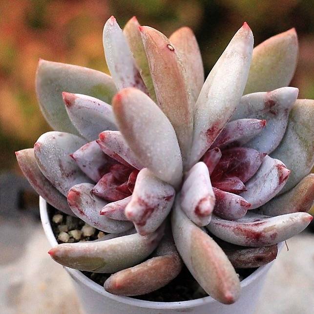 PRESALE Echeveria Trumso, Double