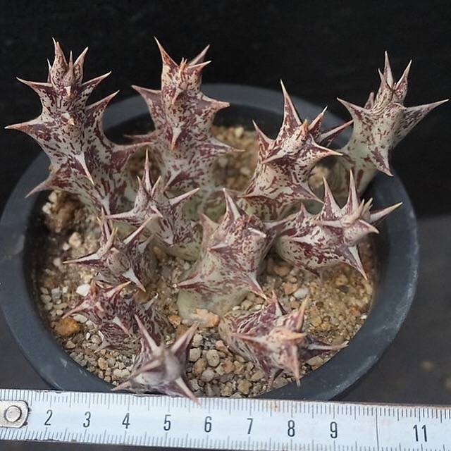 4th OF JULY FLASH SALE- DEAL #8 PRESALE Stapelia Decaryi Choux