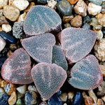 Haworthia Pygmaea Hybrid, (Video)