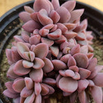 PRESALE Echeveria cv Rezry, (Random)