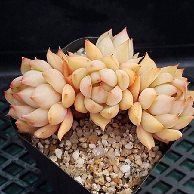 PRESALE Echeveria Lorena, (Not so Random)