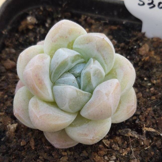 PRESALE Echeveria Ice Green, (Random)