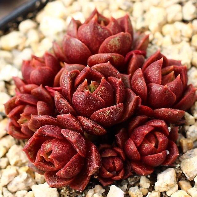 PRESALE Echeveria Longissima Sp.