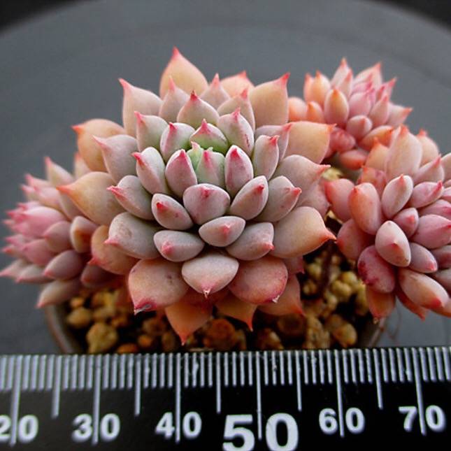 PRESALE Echeveria Chrissy n Ryan, Non-Crested, (Not so Random)