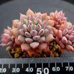 PRESALE Echeveria Chrissy n Ryan, Non-Crested, (Not so Random)