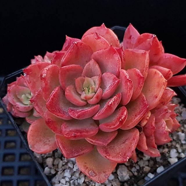 PRESALE Echeveria Noble, (Random)