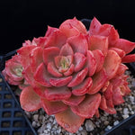 PRESALE Echeveria Noble, (Random)