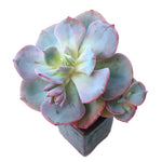 Sale! Echeveria Cazzy's White, Triple