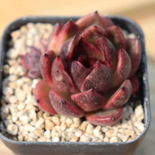 PRESALE Echeveria Black Queen Hybrid (Maleficent-esque)., (Not so Random)