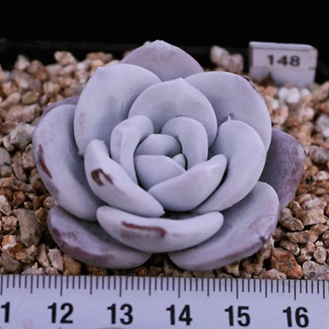 PRESALE Echeveria Lauii, (Random)