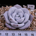 PRESALE Echeveria Lauii, (Random)