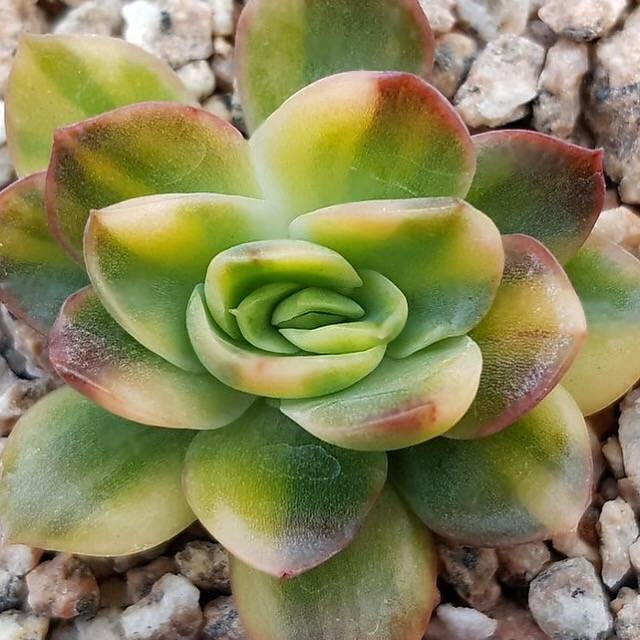 holly jolly succulent PRESALE Echeveria Bob Jolly, Variegata, (Not so Random) – Cedar Creek  Farmhouse