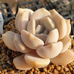 MOTHER'S DAY WEEKEND FLASH SALE! PRESALE Echeveria Tiramisu, (Random)