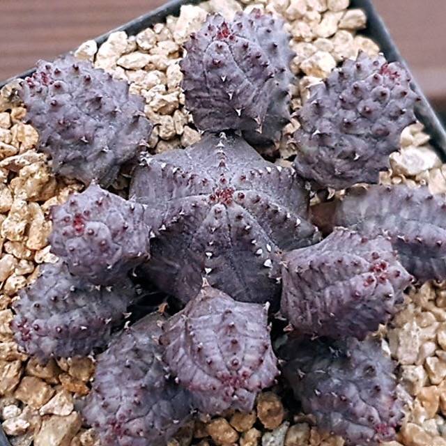 (RESERVED) Euphorbia Obesa, Cluster