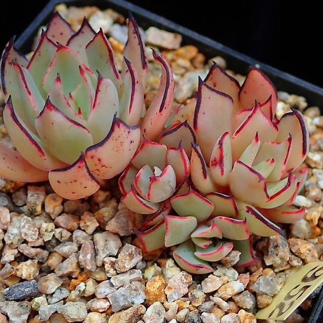 PRESALE Echeveria Strictiflora v Nova, (Random)