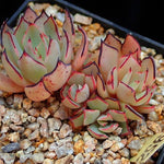 PRESALE Echeveria Strictiflora v Nova, (Random)