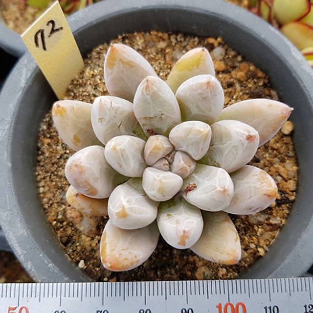 PRESALE Echeveria Tolimanensis, (Random)