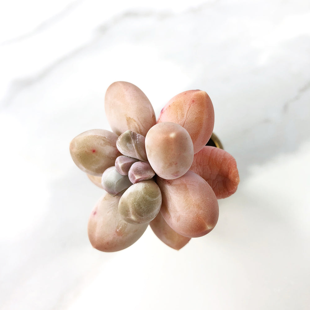 Pachyphytum 'Beauty' (Please Read Description Before Carting)