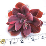 Echeveria Hanaikada, Variegata