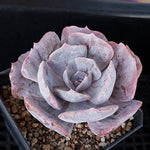 Echeveria Lilacina, Variegata, (Random)