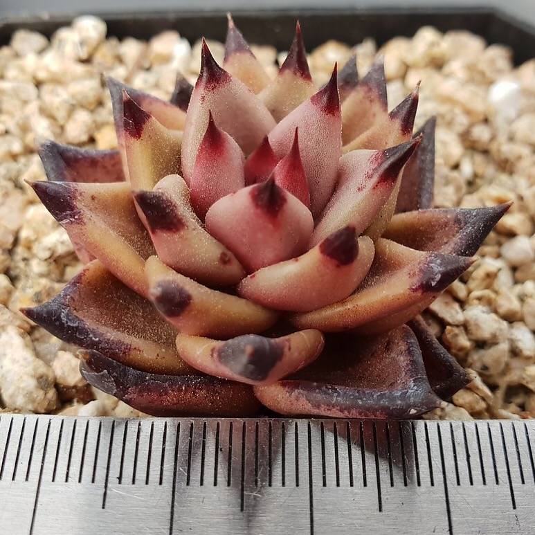 PRESALE Echeveria Agavoides Sirius, (Random)