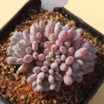 PRESALE Graptopetalum Blue Beans, Small Clusters, (Random)