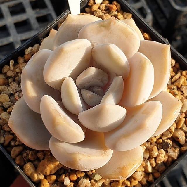 MOTHER'S DAY WEEKEND FLASH SALE! PRESALE Echeveria Tiramisu, (Random)