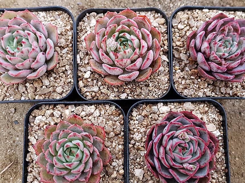 PRESALE Echeveria Sp., (Random)