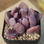 PRESALE Echeveria Cupid, (Random)