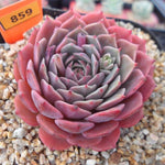 PRESALE Echeveria Tuxpan, (Random)