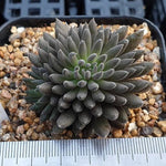 Sinocrassula Yunnanensis, (Random)