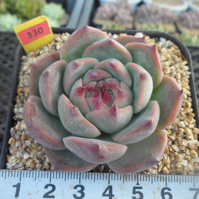 Echeveria Momotarou