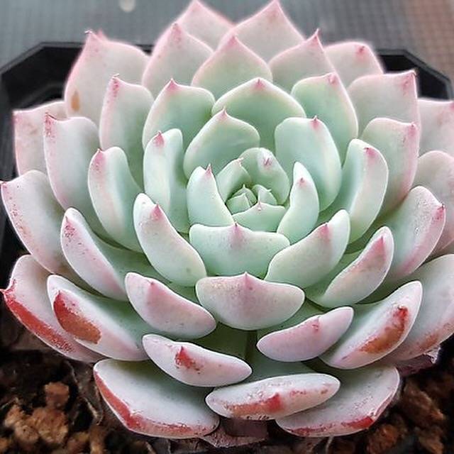 Echeveria Caribbean Blue, (Random)