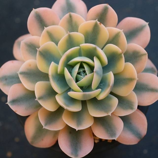 Echeveria Akaihosi, Variegata