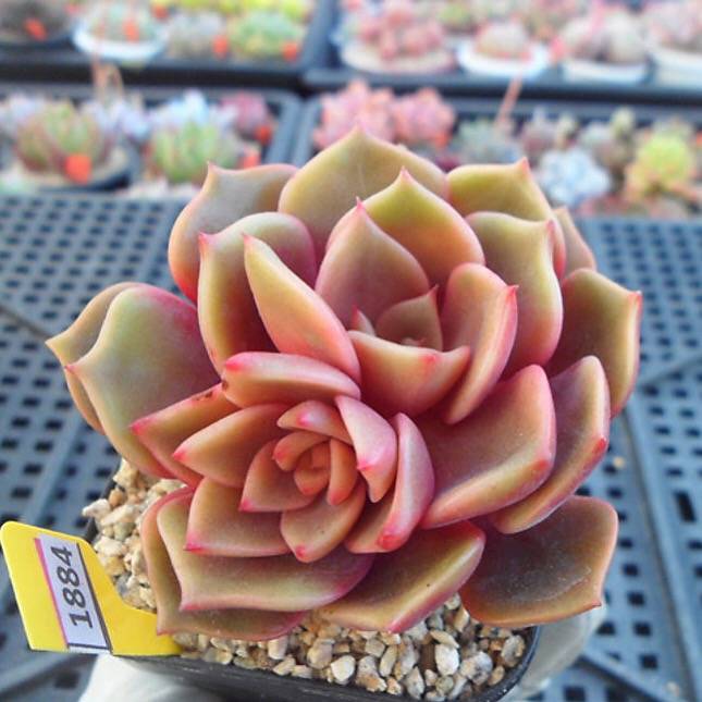 PRESALE  Echeveria My Star, (Random)