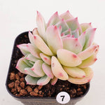 PRESALE Echeveria Maria, (Not so Random)