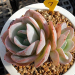 MOTHER'S DAY WEEKEND FLASH SALE! PRESALE Echeveria Brinks Blue, (Random)