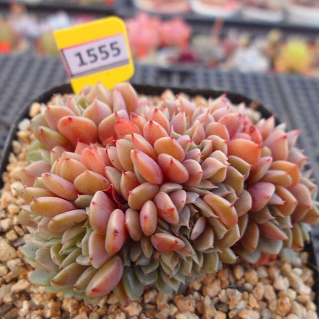 PRESALE Echeveria Tuxpan Cristata, (Not so Random)