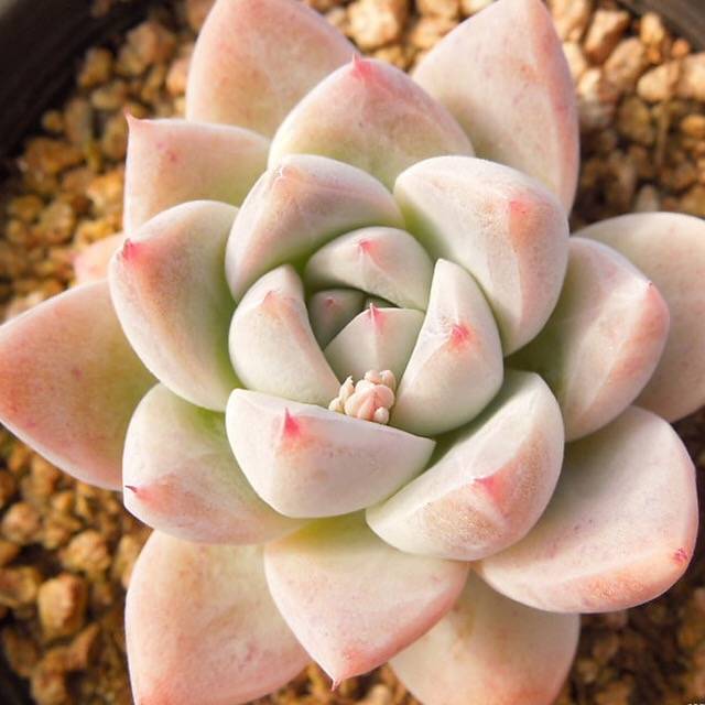 PRESALE Echeveria Sp., (Not so Random)